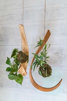 some plants are hanging from wooden hooks on the wall