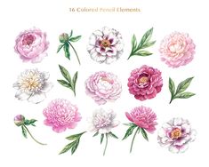 an image of flowers painted in watercolor on white paper with the words 16 colored peonyl elements