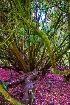 the ground is covered in pink flowers and trees