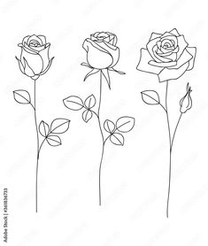 four roses are shown in black and white