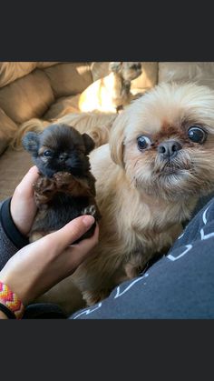 a person holding two small dogs on their lap in front of a couch with the dog looking at the camera