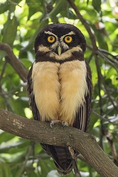 an owl sitting on top of a tree branch with its eyes wide open and yellow - eyed