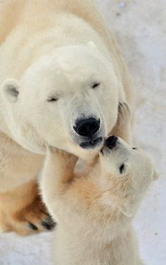 an adult polar bear nuzzles her cub in the snow