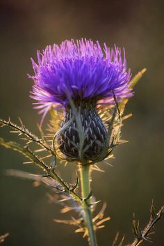 a purple flower with long thin stems