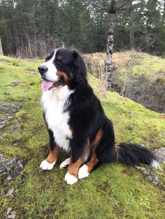 a black and white dog sitting on top of a grass covered field next to trees