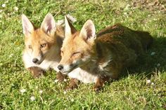 two foxes are laying in the grass together