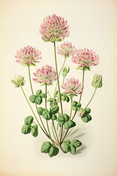 pink flowers with green leaves on a white background