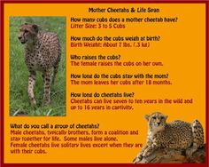 a cheetah and a cheetah are on the same page in this poster