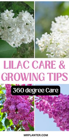 Young lilac plant with care instructions for beginners