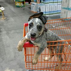 a dog sitting on top of a shopping cart in a store with it's paws hanging out