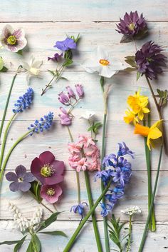 an assortment of wildflowers laid out on a white wooden surface, top view