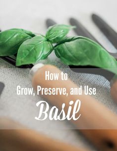 some green leaves and scissors on a table with text overlay that reads how to grow, preserve, and use basil