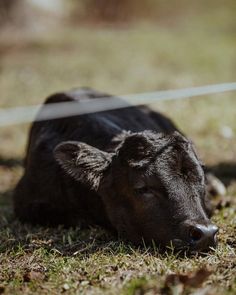 a baby cow is laying down in the grass