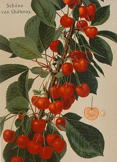 a painting of cherries hanging from a tree branch with leaves and fruit on it