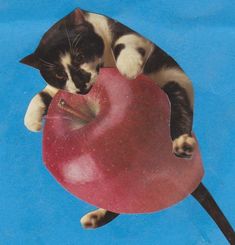 a black and white cat laying on top of an apple