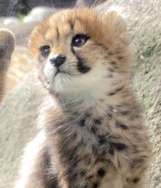 two baby cheetah kittens sitting next to each other