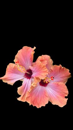 two pink flowers on a black background