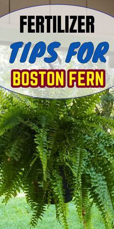 "Discover essential fertilizer tips for Boston Fern care! Learn when, what, and how to feed your Boston Fern for optimal growth and health. This guide covers the best fertilizer for Boston Fern, ensuring your indoor plants thrive. Master plant fertilization techniques and enhance Boston Fern nutrition with expert advice. Perfect your Boston Fern maintenance routine and elevate your indoor plant care game with these valuable fertilizer tips for Boston Fern.!" Fern Care Indoor, Apartments In Nyc, Water Ferns, Indoor Ferns, Fern Plants, Potted Ferns