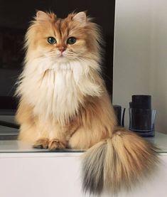 a fluffy cat sitting on top of a counter