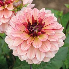 two pink flowers with green leaves in the background