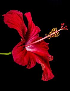 Red Shades, Hibiscus Plant, Nothing But Flowers, Most Beautiful Flowers, Flower Art Painting, Exotic Flowers, Hibiscus Flowers, Flower Images, Flowers Nature