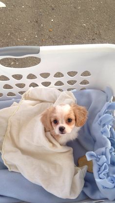 a small brown and white dog sitting in a laundry basket with blue sheets on it