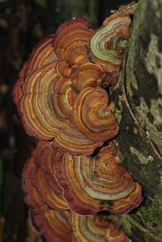 a close up of a tree with many different colored mushrooms growing on it's bark