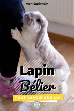 a small rabbit standing on top of a wooden floor next to a person's leg