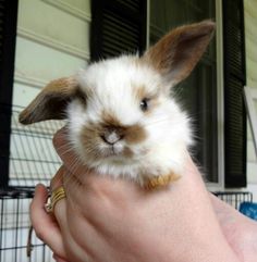 a small rabbit is being held in someone's hand with its head turned to the side