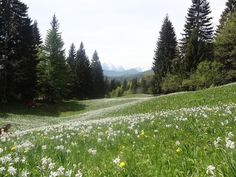 a field full of flowers and trees with mountains in the background