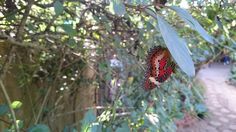 a butterfly sitting on top of a green leaf covered tree next to a path in the woods