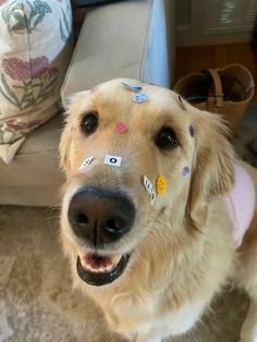 a dog with some stickers on its face