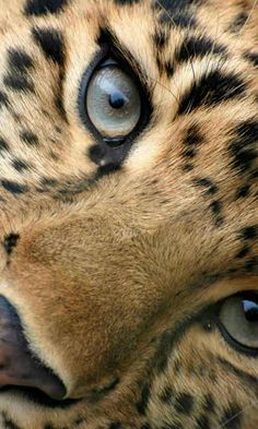 a close up of a cheetah's face with blue eyes