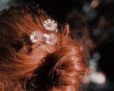 Photo of red hair in a messy bun with daisies in it. The Selection Aesthetic, Lily Evans Aesthetic, Evans Aesthetic, Scorpius And Rose, Lily Evans Potter, Lily Potter, All The Young Dudes