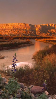 a river surrounded by mountains and grass with blue flowers in the foreground at sunset