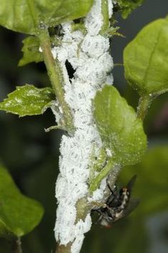 two bugs on a branch covered in white stuff