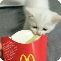 a small white kitten playing with a mcdonald's cup