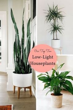 three different houseplants with the words low light houseplants