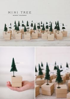 mini trees are placed in small boxes on the table