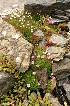 some rocks and plants growing out of them