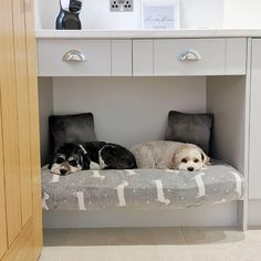 two dogs laying on a dog bed under a desk