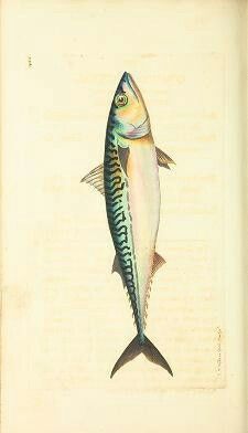 an illustration of a fish that is on top of a page in a book with writing underneath it