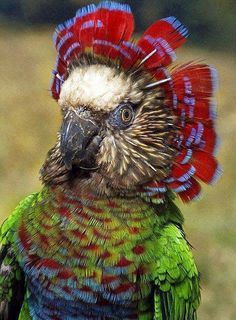 a colorful bird with feathers on it's head