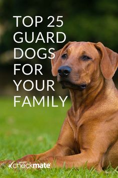 a brown dog laying in the grass with text overlay top 25 guard dogs for your family