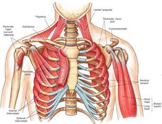 the muscles are labeled in this diagram