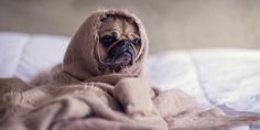 a pug wrapped in a blanket on top of a bed looking at the camera