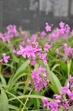 pink flowers are blooming in the garden