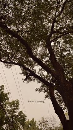 a tree with power lines in the background and a quote on it that says better coming