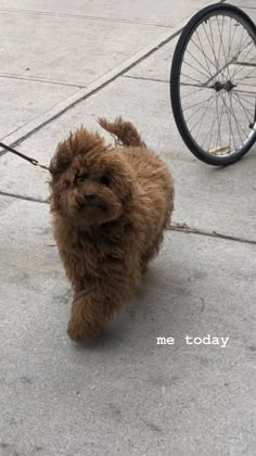 a small brown dog walking down a sidewalk next to a bike tire on a leash