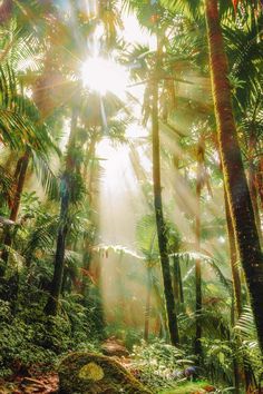 sunlight shining through the trees in a tropical forest with lots of palm trees and ferns